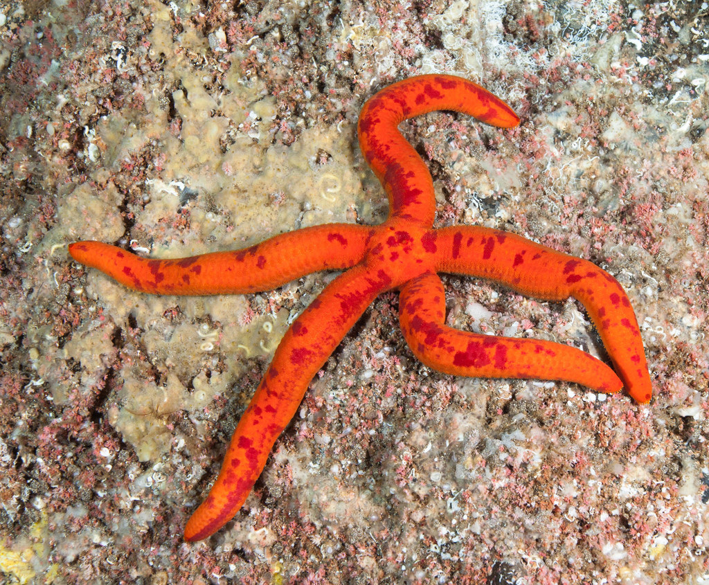 Ophidiaster ophidianus